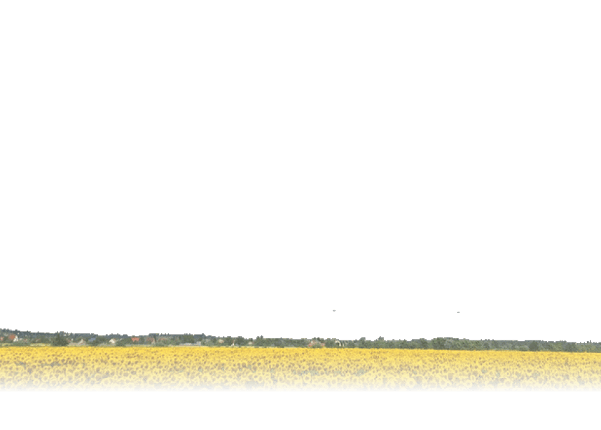 Landscape of a field of sunflowers with light blue sky